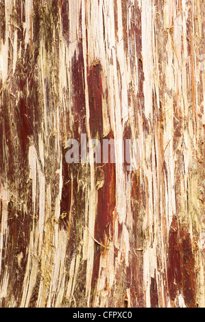 Bark of a Thuja standishii, Japanese Arbor-Vitae or Japanese Thuja, tree Stock Photo
