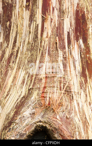 Bark of a Thuja standishii, Japanese Arbor-Vitae or Japanese Thuja, tree Stock Photo