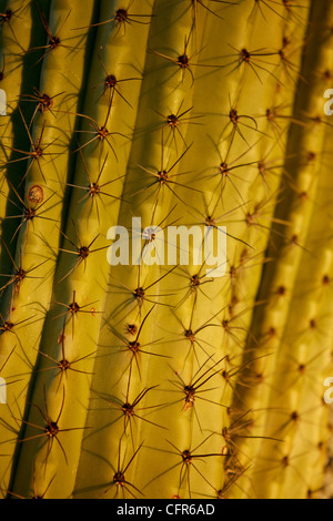 Close-up detail of cactus