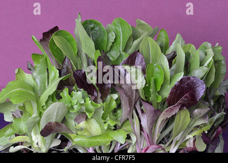 Macro shot of young lettuces Stock Photo