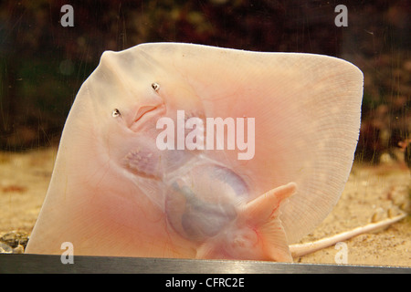 ray in an aquarium Stock Photo