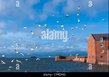 A flock of seagulls flying over the harbour at North Berwick, Scotland. Stock Photo