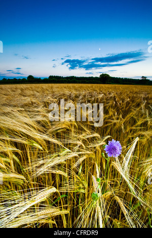Norfolk countryside photograph of a cornflower in field of barley, Norfolk, England, UK Stock Photo