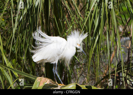 A snowy egret in breeding plumage at the Alligator Farm rookery in St. Augustine, Florida, USA. Stock Photo