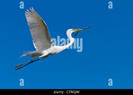 A great white egret in flight carrying a twig at the Alligator Farm rookery in St. Augustine, Florida, USA. Stock Photo