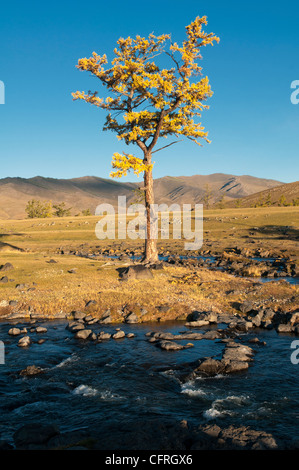 River and nature landscape in Mongolia Stock Photo - Alamy