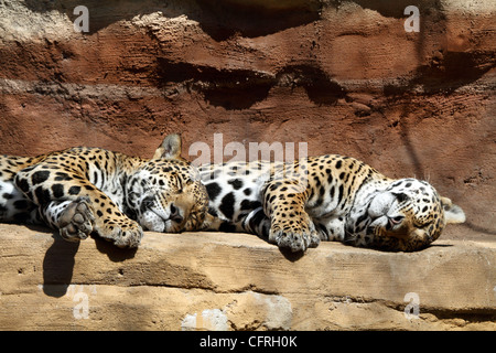 A pair of sleeping Jaguars, Panthera onca, laying on an overhang. Turtleback Zoo, West Orange, New Jersey. Stock Photo