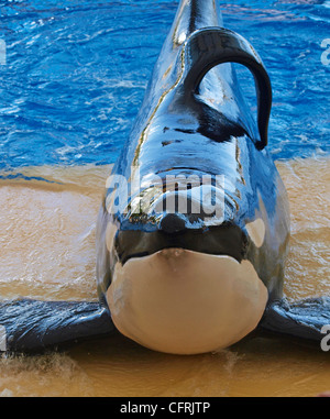 ORCA PERFORMING AT THE  LORO PARQUE PUERTO DE LA CRUZ TENERIFE SPAIN Stock Photo