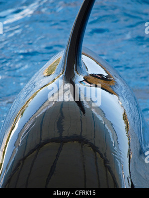 ORCA CLOSEUP WITH SHINY REFLECTION ON BACK   LORO PARQUE PUERTO DE LA CRUZ TENERIFE SPAIN Stock Photo
