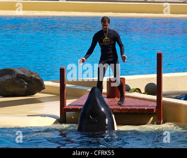 ORCA AND TRAINER  AT THE  LORO PARQUE PUERTO DE LA CRUZ TENERIFE SPAIN Stock Photo