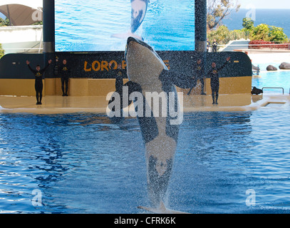 DOLPHIN SHOW AT LORO PARQUE TENERIFE Stock Photo