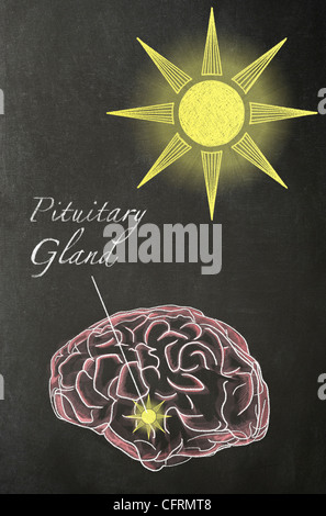 Illustration in chalk of a human brain with a Sun above it and an arrow pointing to the Pituitary Gland, on a blackboard Stock Photo