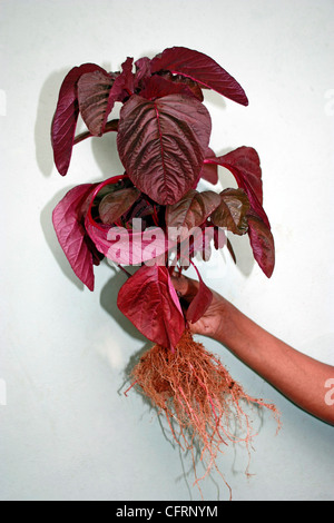 A vegetable plant  , Chinese spinach or red spinach ( Amaranthus dubius ) Stock Photo