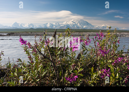 Dwarf Fireweed or River Beauty, blooms along the McKinley River in Denali National Park near Wonder Lake, Alaska. Stock Photo