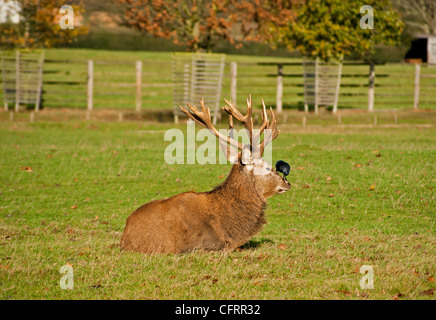 Red deer stag with a jackdaw sat on his nose lazing in the sun Stock Photo