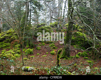 beech forest in the pyrenees Stock Photo