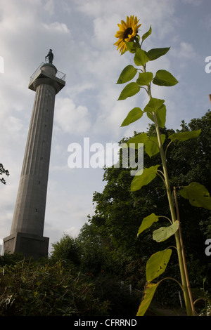 Sunflower and The Marquis of Anglesey's column in Anglesey, North Wales Stock Photo