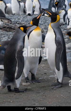 King penguins, Aptenodytes patagonicus, at Sandy Bay on Macquarie Island, Australia Stock Photo