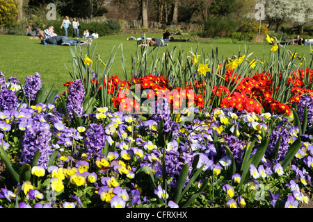 Spring flowers, Hyde Park, London, UK