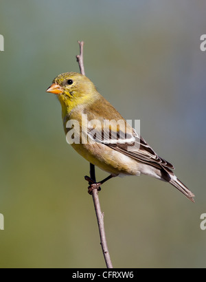 The American Goldfinch is also known as the 'Wild Canary'.  The male of the species is bright yellow with a black cap and wings during breeding season. Stock Photo