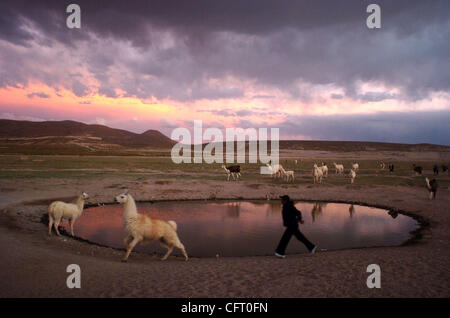 Dec 02, 2006 - Uyuni, Bolivia - At sunset, a young woman chases a llama past a drinking pool in her daily effort to herd the animals to a fenced-in area to sleep. Agriculture makes up about 13 percent of the Bolivian economy. Sixty-four percent of the Bolivian population, just under nine million, li Stock Photo