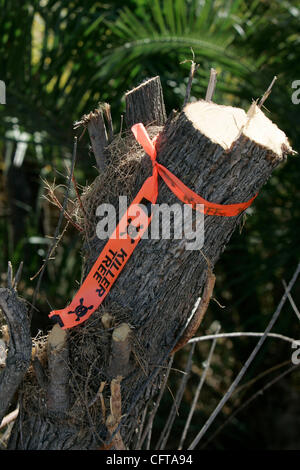 December 20, 2006 ,  San Diego,-Work is underway on the San Diego River section in Lakeside as part of a $16 million plan to restore natural habitat and make a river park.  the stump of an Exotic Tamarisk (Salt-cedar) plant is on the side of the river, after it was cut down and removed by crews, wit Stock Photo