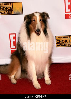 Jan 12, 2007; Hollywood, CA, USA; LASSIE at the 12th Annual Critics Choice Awards held at the Santa Monica Civic Auditorium. Mandatory Credit: Photo by Lisa O'Connor/ZUMA Press. (©) Copyright 2007 by Lisa O'Connor Stock Photo