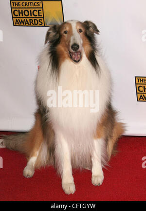 Jan 12, 2007; Hollywood, California, USA;  LASSIE at the 12th Annual Critics Choice Awards  held at the Santa Monica Civic Auditorium. Mandatory Credit: Photo by Paul Fenton/ZUMA Press. (©) Copyright 2007 by Paul Fenton Stock Photo