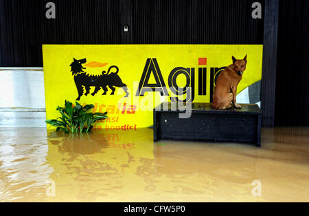 BEKASI, WEST JAVA, INDONESIA FEBRUARY 4, 2007:  A dog stuck on the box as flood hit in Jakarta nearby towns. Severe storm caused the flooding in Indonesia capital, as river broke their banks, inundating thousands of homes and business.  Photo by Edy Purnomo/JiwaFoto Stock Photo