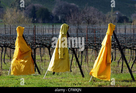 Bright slickers hang on the ends of rows of grape vines in a Livermore, Calif., vineyard after a night of rain and snow on Wednesday, Feb. 28, 2007. (© 2007 Cindi Christie) Stock Photo