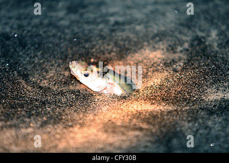 California grunion Leuresthes tenuis Stock Photo - Alamy