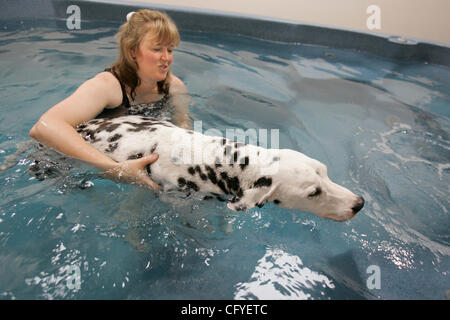 May 16, 2007, Oceanside, California, USA ALISON WHITE is the owner of The Total Dog Canine Swim Center in Oceanside.  She was giving 'swim therapy' to 'Beamer' (who belongs to Ken Slaughter) in her 95-degree indoor pool.  Beamer suffers from arthritis in his rear legs.   Mandatory Credit: photo by S Stock Photo