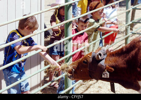 May 20, 2007 - Castro Valley, CA, USA - The younger crowd members feed a steer during the Rowell Ranch Rodeo. (Credit Image: © Sean Connelley/Oakland Tribune/ZUMA Press) RESTRICTIONS: USA Tabloid RIGHTS OUT! Stock Photo