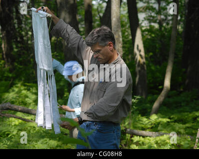 Forest Lake, Mn. Wednesday 6/13/2007 Lyme Disease and the continued spread of deer ticks throughout Minnesota. Health Department officials will show how they drag cloth through the woods to collect, count and assess deer ticks..In this picture: Minnesota Dept of Health  Epidemiologists Davis Neitzel Stock Photo