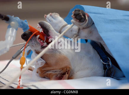 A male Jack Russell Terrier/ Chihuahua mix dog is restrained to help keep the animal on it's back during surgery on Thursday, July 5, 2007 at the Contra Costa County Animal Services Spay and Neuter Clinic in Martinez , Calif. Next week California state senators will discuss bill AB 1634, a bill that Stock Photo