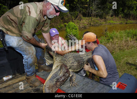 Aug 09, 2007 - Bossier City, LA, USA - David Wilson (left), an agent for the Louisiana Department of Wildlife and Fisheries gets some help from area residents Terry Shelton, Matt Trant and David's son Scott Wilson (right) putting this 9' 8' alligator into his truck after catching it in Flat River in Stock Photo