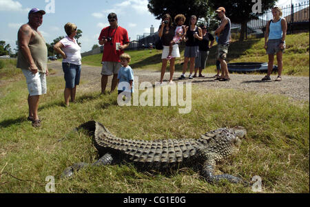 Aug 09, 2007 - Bossier City, LA, USA - A 9' 8' alligator was caught in Flat River in Bossier City. (Credit Image: © Jim Hudelson/The Shreveport Times/ZUMA Press) RESTRICTIONS: No Mags No Sales Stock Photo
