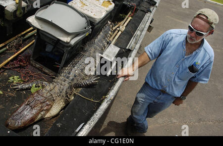 Aug 09, 2007 - Bossier City, LA, USA - David Wilson stands next to this 8-9 foot alligator he caught in Champion Lake in Shreveport. Wilson, an agent for the Louisiana Department of Wildlife and Fisheries set up traps and caught the alligator after the department received a nuisance call.   (Credit  Stock Photo