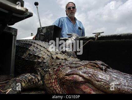 Aug 09, 2007 - Bossier City, LA, USA - David Wilson stands next to this 8-9 foot alligator he caught in Champion Lake in Shreveport. Wilson, an agent for the Louisiana Department of Wildlife and Fisheries set up traps and caught the alligator after the department received a nuisance call.     (Credi Stock Photo