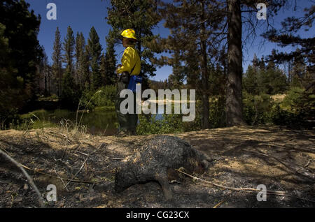 A dead porcupine in the foreground was caught in the early stages of the Angora fire in South Lake Tahoe, california a week ago Sunday. Jamie Kirby (cq) a Fire Prevention Specialist from the Department of Natural Resources and Conservation in the State of Montana stands on the south end of Seneca Po Stock Photo