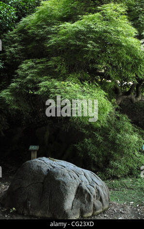A Japanese maple provides shade underneath a rock that makes for an inviting resting spot on the SMUD grounds in Sacramento, August 8, 2007.  SMUD has 12 acres of its 20 acres landscaped with trees, shrubs, lawn, and lots of greenery that is soothing in summer. Sacramento Bee/  Florence Low Stock Photo
