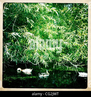 Sept. 26, 2011 - Dedham Vale, England, United Kingdom - Ducks swimming in a pond in Constable Country. John Constable (11 June 1776 - 31 March 1837) was an English Romantic painter. Born in Suffolk, he is known principally for his landscape paintings of Dedham Vale, the area surrounding his home, no Stock Photo