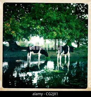Sept. 26, 2011 - Dedham Vale, England, United Kingdom -Calves drink and eat from alocal pond and tree lined field in Constable Country. John Constable (11 June 1776 - 31 March 1837) was an English Romantic painter. Born in Suffolk, he is known principally for his landscape paintings of Dedham Vale,  Stock Photo
