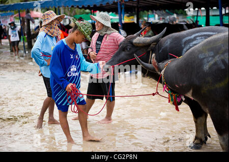 Oct. 11, 2011 - Chonburi, Thailand - Thai farmers stand next to their buffalos during the 140th annual buffalo racing festival in Chonburi. This annual buffalo race takes place in mid-October, before the full moon of the 11th lunar month which is the end of Buddhist Lent Day. (Credit Image: © Nattha Stock Photo