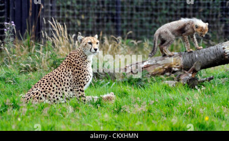 Whipsnade, Bedfordshire, UK. August 29th 2012. Baby Cheetah cubs make their debut at ZSL Whipsnade Zoo, Bedfordshire. © PEOPLE PRESS / Alamy Stock Photo