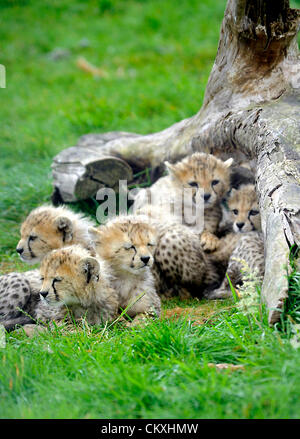 Whipsnade, Bedfordshire, UK. August 29th 2012. Baby Cheetah cubs make their debut at ZSL Whipsnade Zoo, Bedfordshire. © PEOPLE PRESS / Alamy Stock Photo