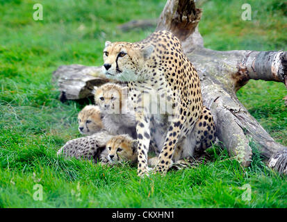 Whipsnade, Bedfordshire, UK. August 29th 2012. Baby Cheetah cubs make their debut at ZSL Whipsnade Zoo, Bedfordshire. © PEOPLE PRESS / Alamy Stock Photo