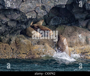 July 1, 2012 - A dominant male bull Steller Sea Lion [Eumetopias Jubatus] jumps out of the water to challenge a mating rival near Cape Resurrection in Kenai Fjords National Park, Alaska, where several large rock islands serve as sea lion â€œhaul-outsâ€ and â€œrookeriesâ€ where they congregate to rest and mate. They are listed as endangered species due to significant, unexplained declines in their numbers over a large portion of their range in Alaska. (Credit Image: © Arnold Drapkin/ZUMAPRESS.com) Stock Photo