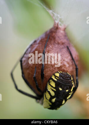 Sept. 2, 2012 - Roseburg, Oregon, U.S - A large female black and yellow garden spider works to construct her papery egg case in a blackberry thicket along a creek on a farm near Roseburg.  After laying several thousand eggs she'll die.  The spiderlings will emerge in the spring. (Credit Image: © Robin Loznak/ZUMAPRESS.com) Stock Photo