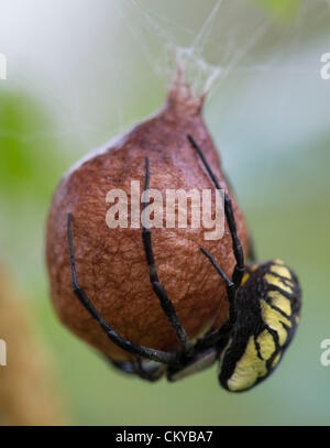 Sept. 2, 2012 - Roseburg, Oregon, U.S - A large female black and yellow garden spider works to construct her papery egg case in a blackberry thicket along a creek on a farm near Roseburg.  After laying several thousand eggs she'll die.  The spiderlings will emerge in the spring. (Credit Image: © Robin Loznak/ZUMAPRESS.com) Stock Photo